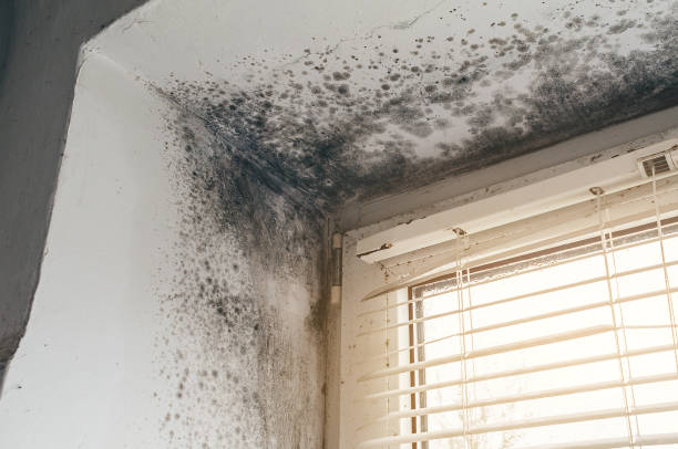 Affordable Mold Removal solutions in Caldwell, TX